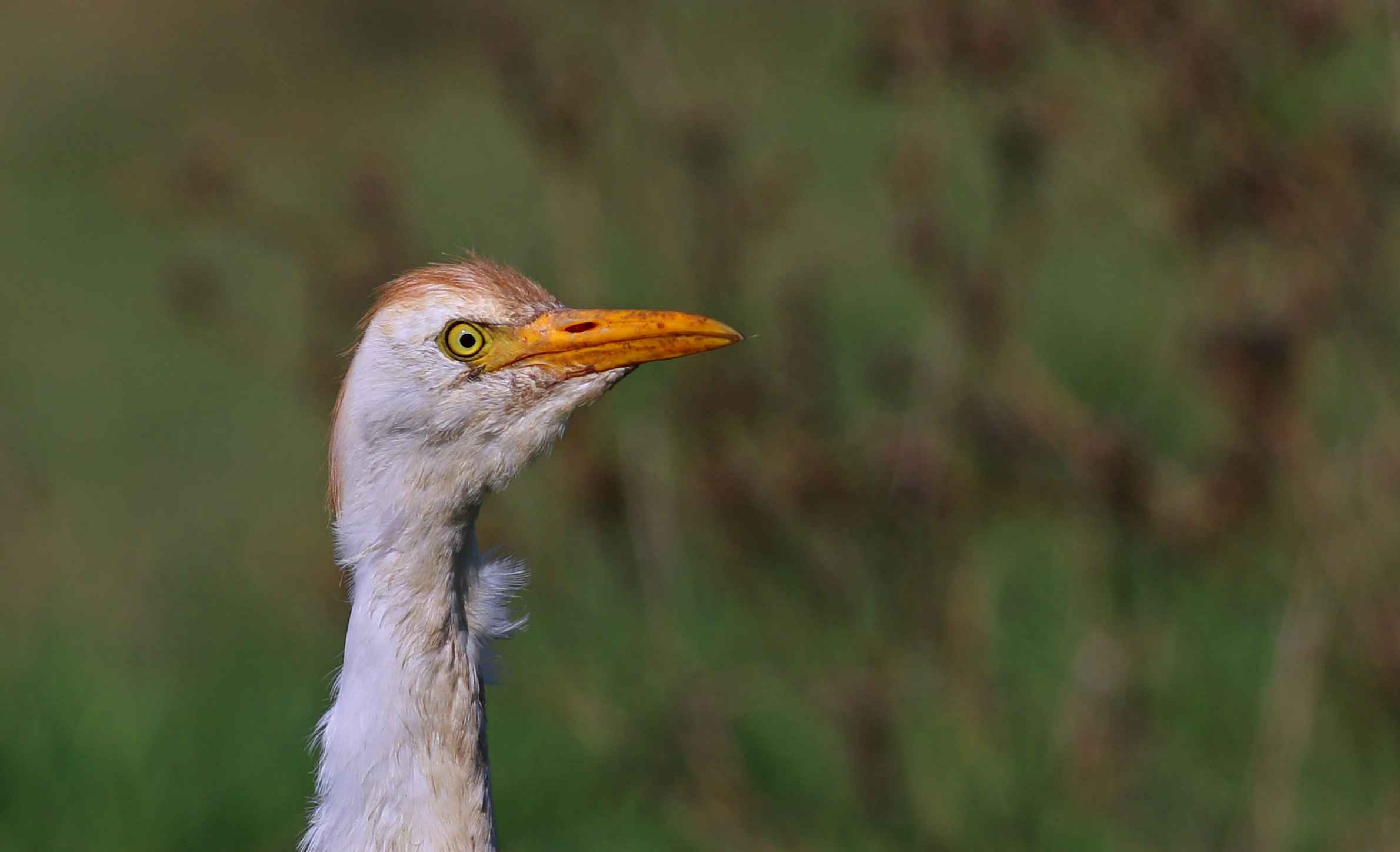 Cattle Egret